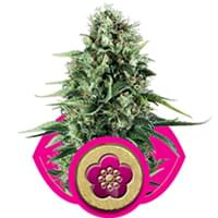 Power Flower feminized cannabis seeds