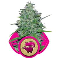 Skunk cannabis seeds