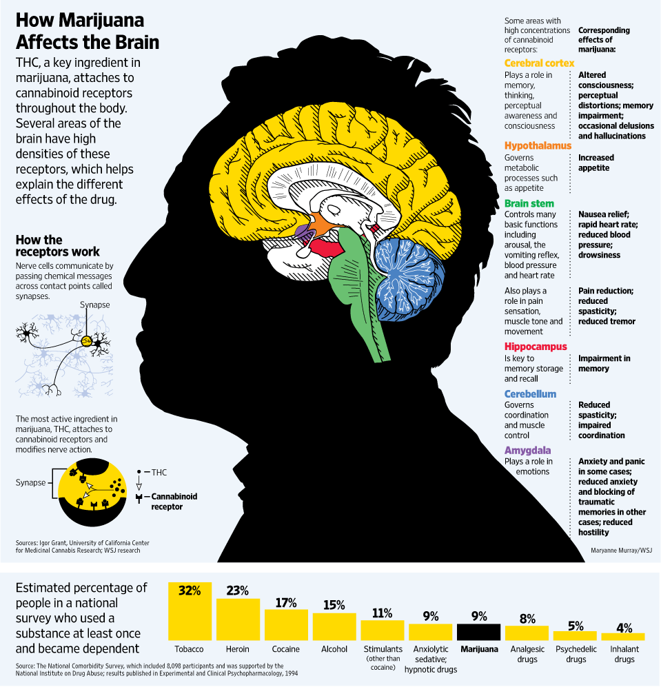 marijuana-and-the-brain_1.gif