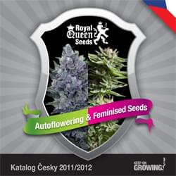 Checa Royal Queen Seeds feminizada cannabis catálogo de semillas