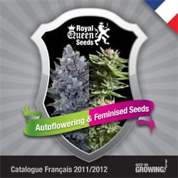 Francés Royal Queen Seeds feminizada cannabis catálogo de semillas