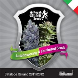 Italiano Royal Queen Seeds feminizada cannabis catálogo semillas
