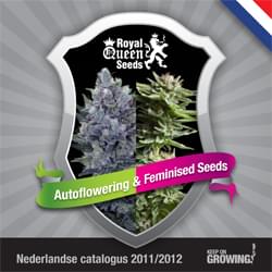 Holandesa Royal Queen Seeds feminizada cannabis catálogo de semillas