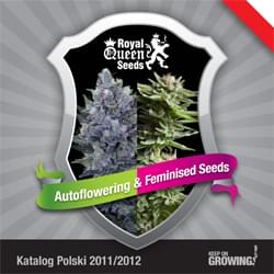 Polaco Royal Queen Seeds feminizada cannabis catálogo de semillas