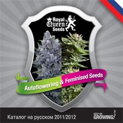 Rusia Royal Queen Seeds feminizada cannabis catálogo de semillas