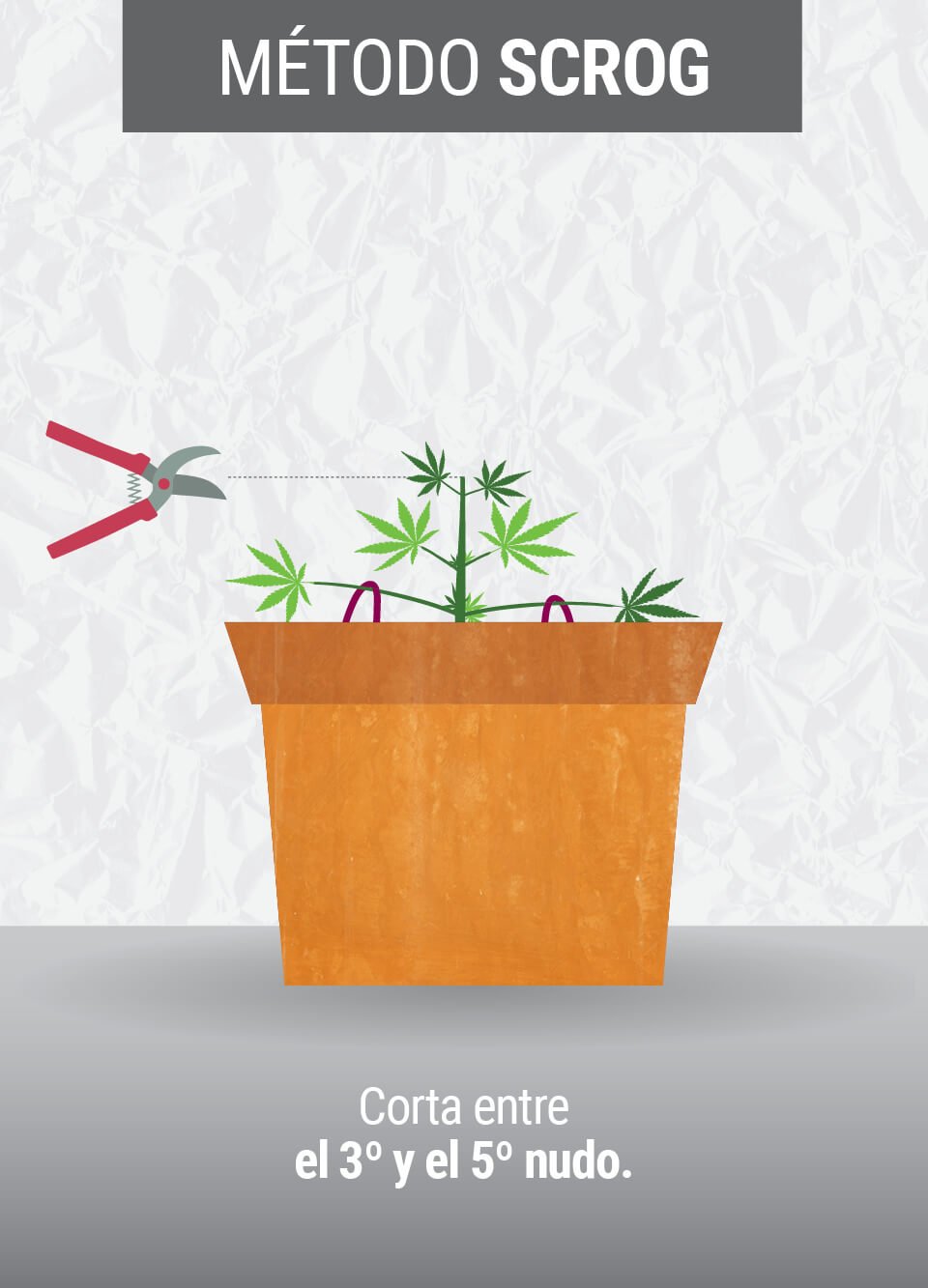 Cultivando cannabis con el método SCROG (Screen of Green)