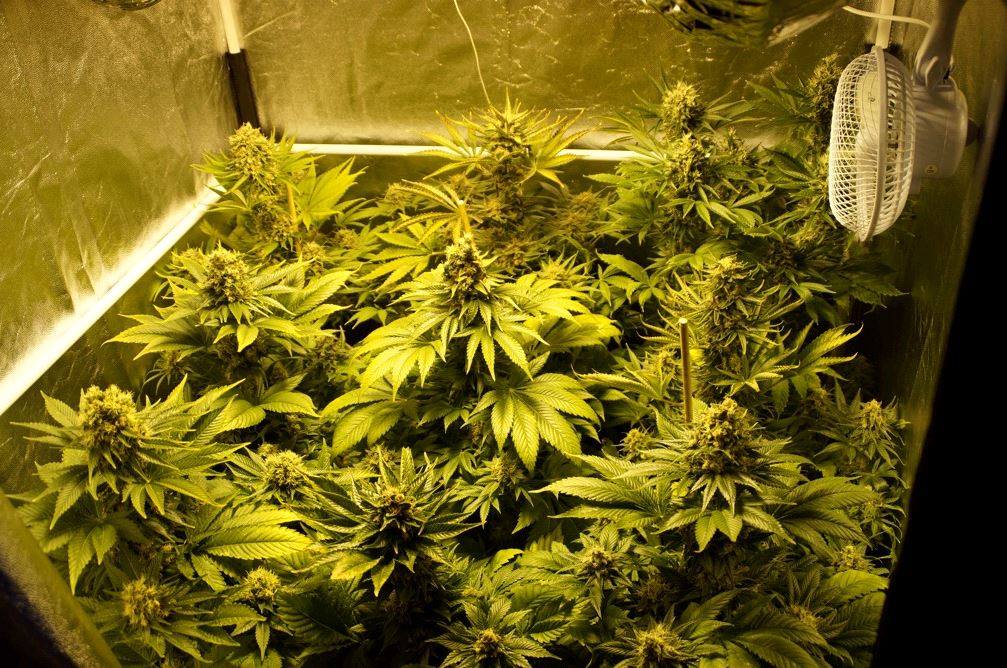 mejores semillas de marihuana