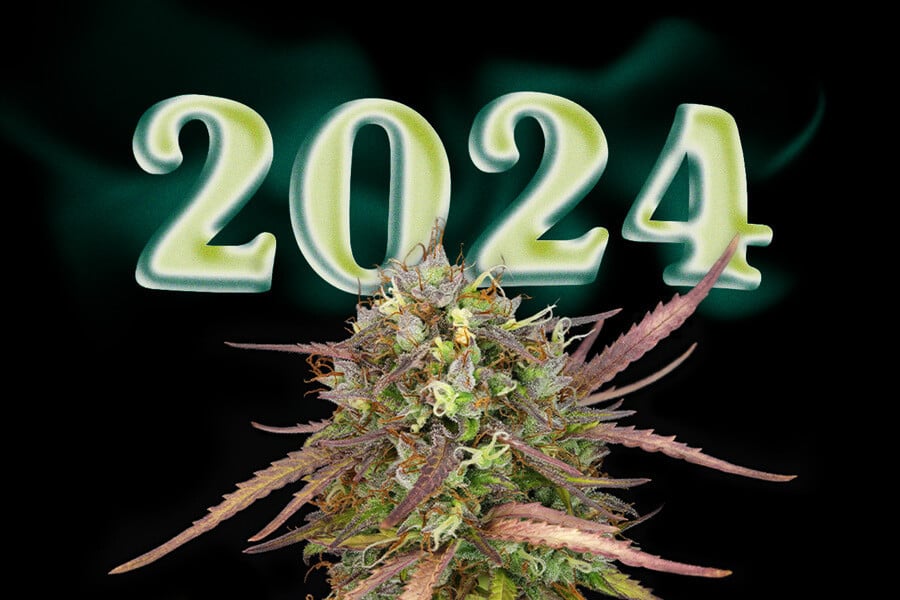 Top 10 de variedades de marihuana nuevas en 2024