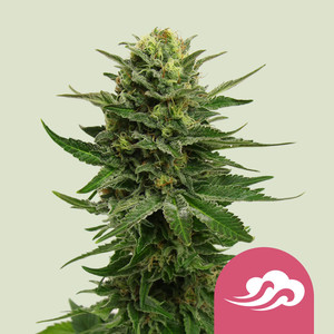 Comprar semillas de cannabis Mystic Azul en línea Comprar semillas de cannabis Mystic Azul en línea