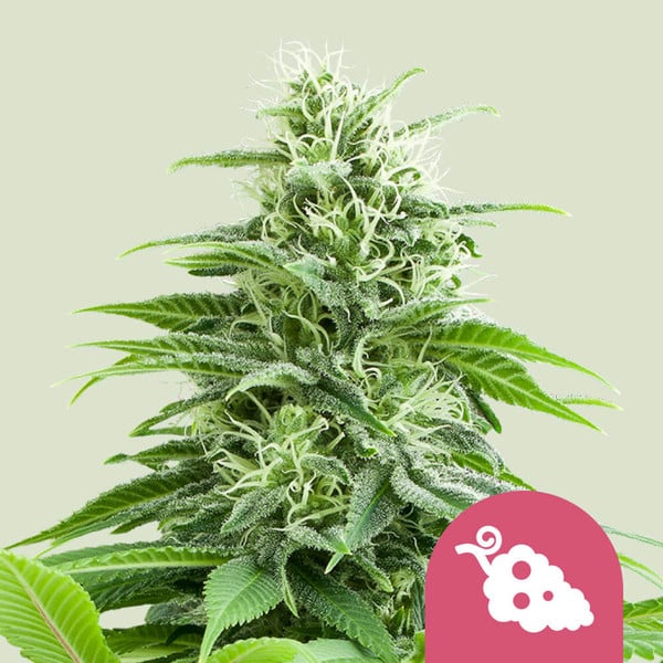 Fruit Spirit 🍇 Semillas de Marihuana - Royal Queen Seeds