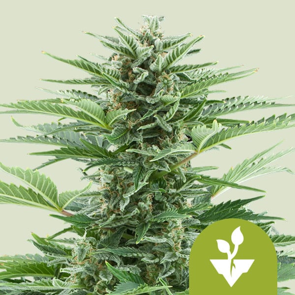 Cosechar marihuana: Encuentra el momento adecuado - Royal Queen Seeds