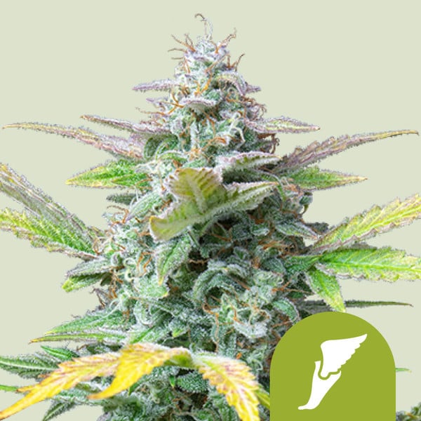 Semillas De Marihuana Gratis Y Más Regalos Con Tu Compra Online - Royal  Queen Seeds