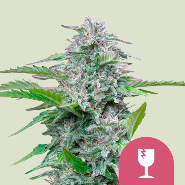 Critical Semillas de Marihuana - Royal Queen Seeds