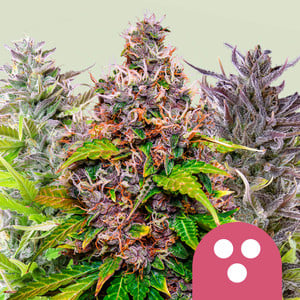 Semillas de marihuana de sabores - Blog de Madame Grow