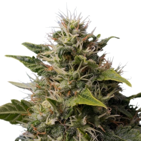 Compra Royal Moby semillas de marihuana feminizadas Royal Moby semillas de marihuana feminizadas