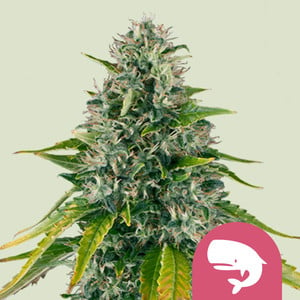 Semillas de marihuana de sabores - Blog de Madame Grow