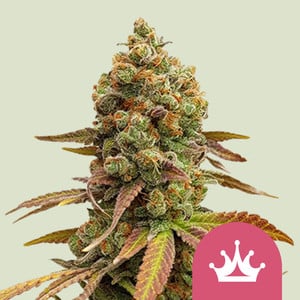 Cosechar marihuana: Encuentra el momento adecuado - Royal Queen Seeds