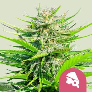 Semillas de marihuana de sabores - Blog de Madame Grow