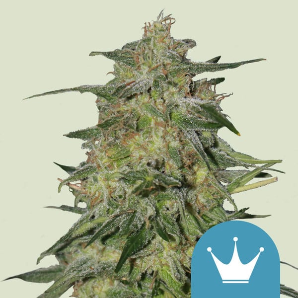 Cosechar marihuana: Encuentra el momento adecuado - Royal Queen Seeds