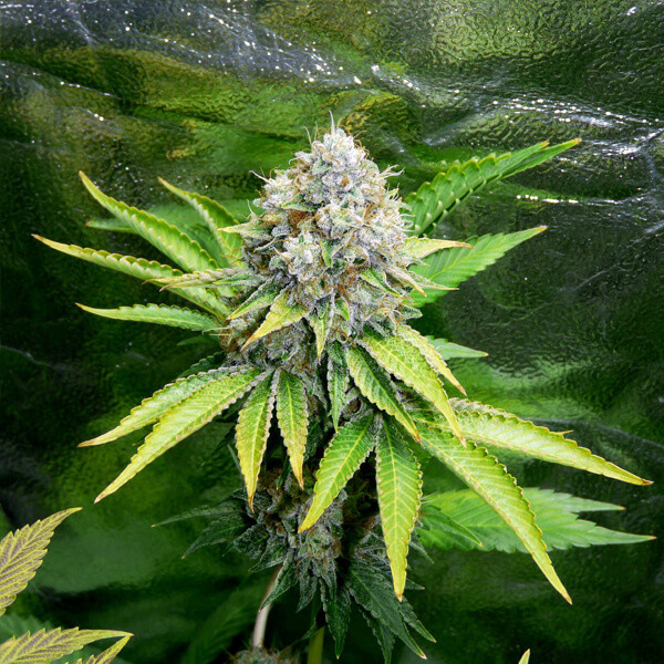OG Kush Semillas de Marihuana OG Kush Semillas de Marihuana