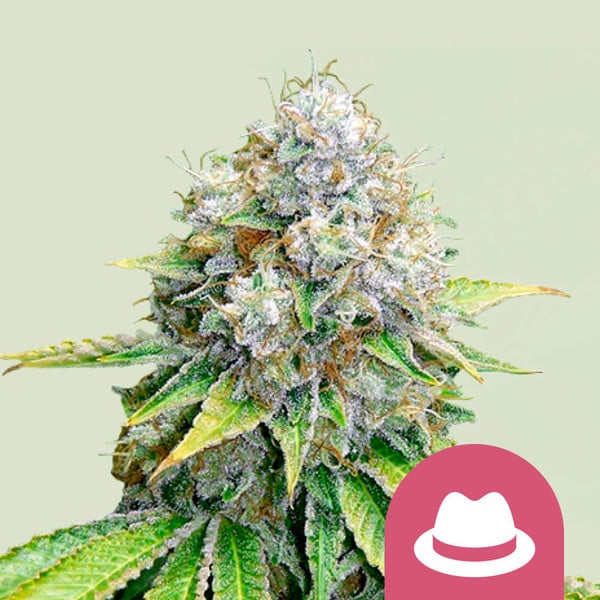 Semillas De Marihuana Gratis Y Más Regalos Con Tu Compra Online - Royal  Queen Seeds