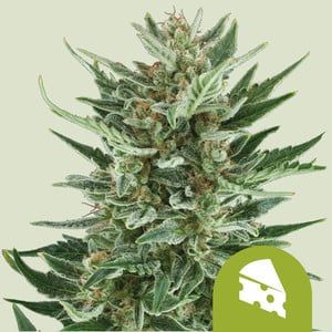 Royal Gorilla Glue Strain 🦍 Cannabis Seeds - Royal Queen Seeds USA