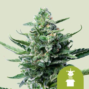 www.royalqueenseeds.es