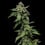 Sour Diesel