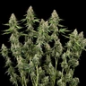 Honey Cream (Fast Flowering)