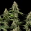 Honey Cream (Fast Flowering)