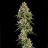 Honey Cream (Fast Flowering)