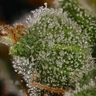 Honey Cream (Fast Flowering)