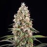 Candy Kush Express (Fast Flowering)
