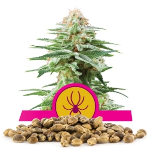 Semillas de White Widow a granel