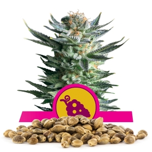 Semillas de Fruit Spirit a granel