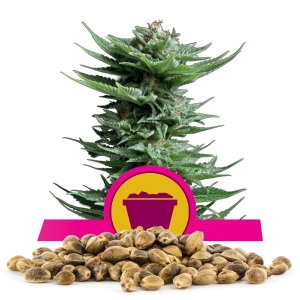 Semillas Shining Silver Haze a granel