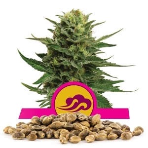 Semillas de Blue Mystic a granel