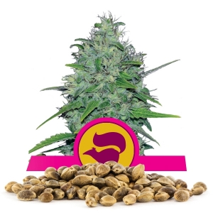 Semillas de Skunk XL a granel