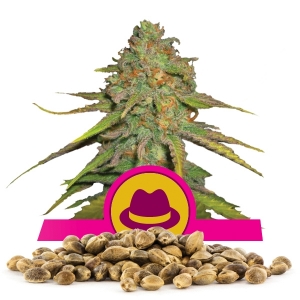 Semillas de OG Kush a granel