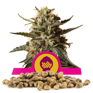 Semillas de Bubblegum XL a granel