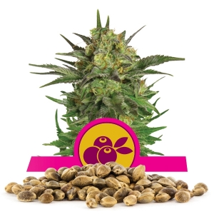 Semillas Haze Berry a granel