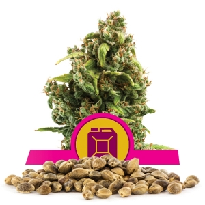 Semillas Diesel Sour a granel