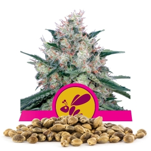 Semillas de Honey Cream Fast Flowering a granel