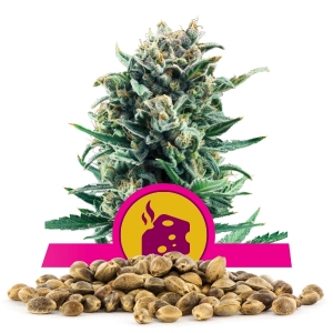 Semillas de Blue Cheese a granel