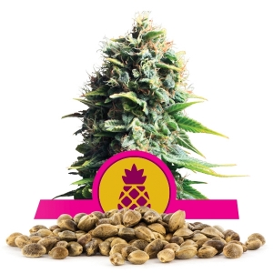 Semillas de Pineapple Kush a granel