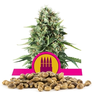 Semillas de Royal AK a granel