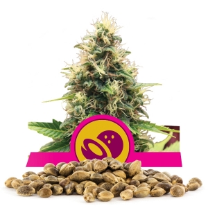 Semillas de Somango XL a granel