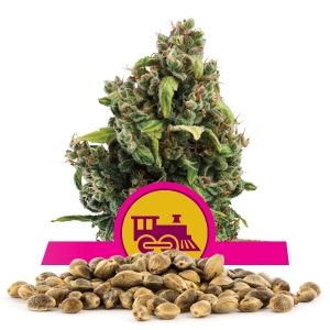 Semillas de Candy Kush Express Fast Flowering a granel