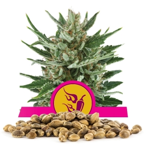 Semillas de Speedy Chile Fast Version a granel