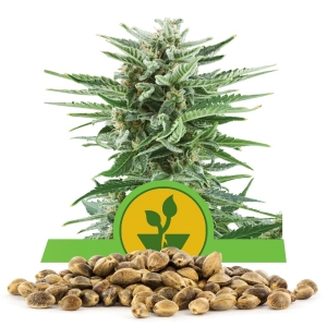 Semillas de Easy Bud a granel